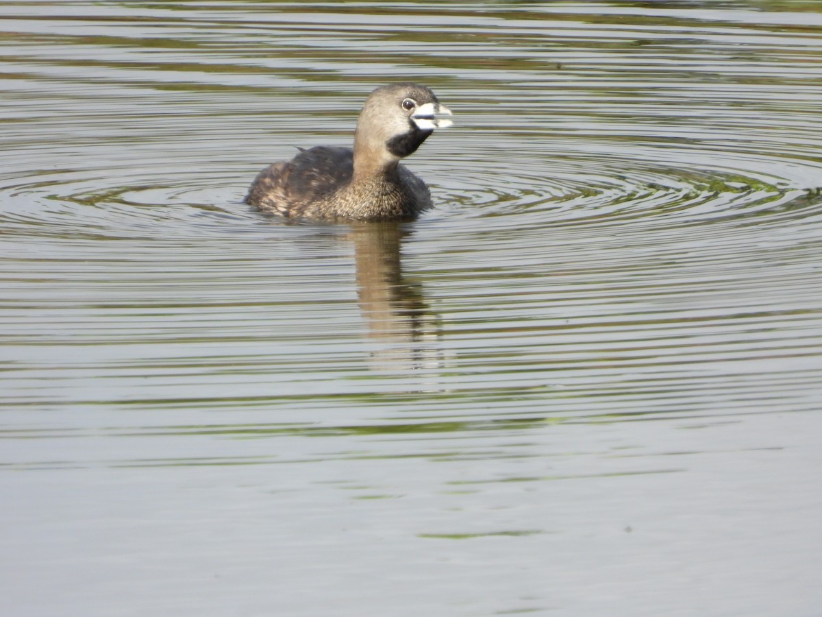 Pied-billed Grebe - ML644524163