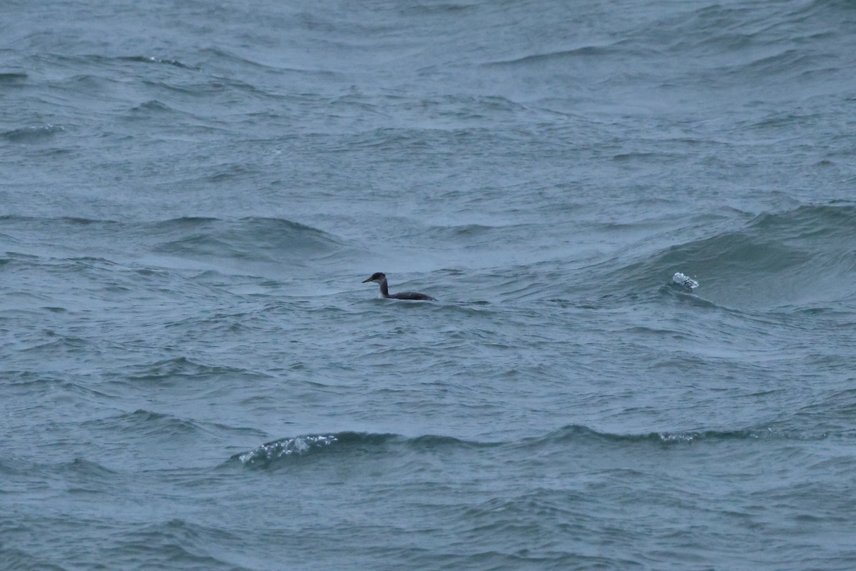 Пірникоза сірощока - ML644524164