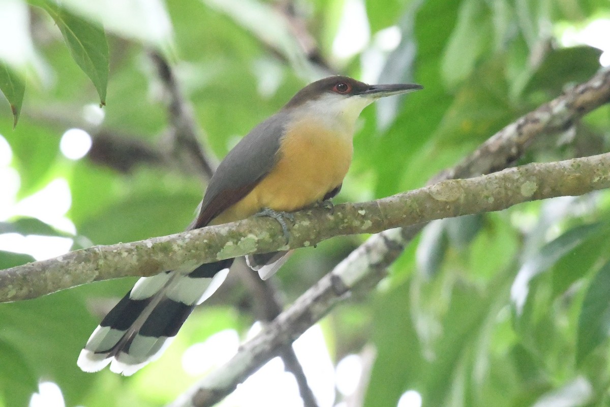 Jamaican Lizard-Cuckoo - ML644524165