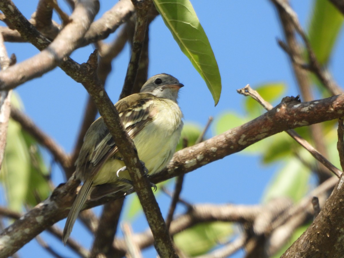 Yellow-bellied Elaenia - ML644524166