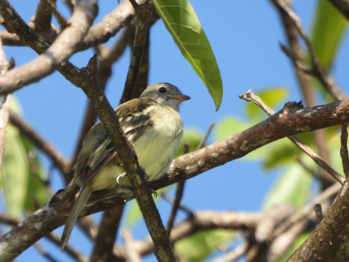 Yellow-bellied Elaenia - ML644524167