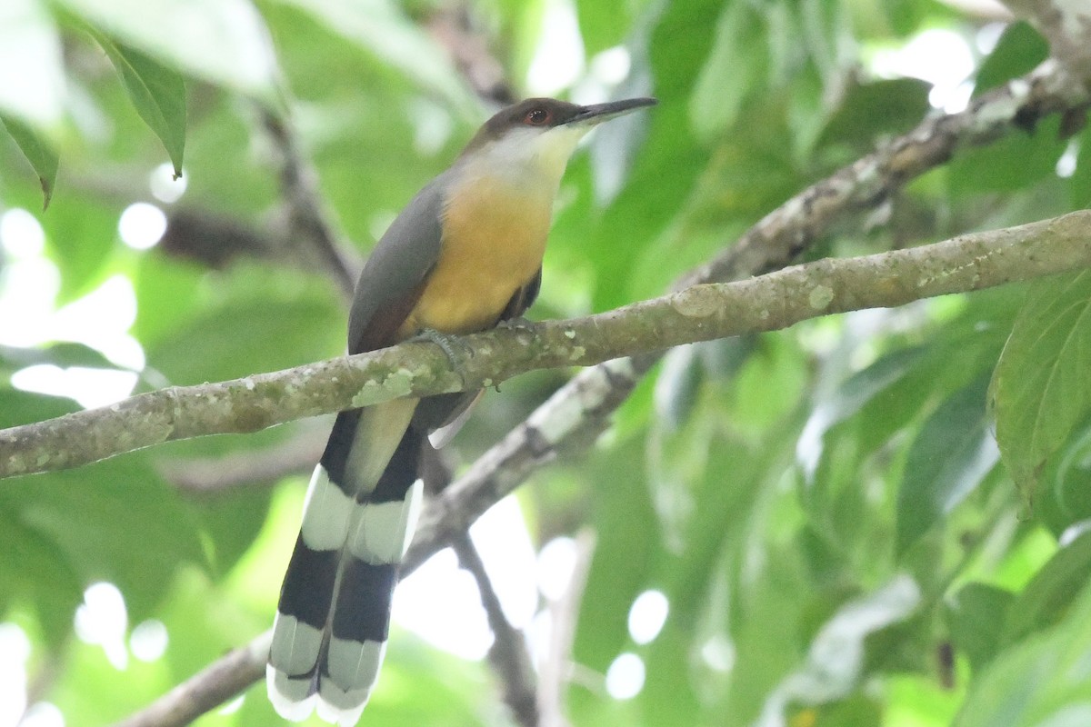 Jamaican Lizard-Cuckoo - ML644524168