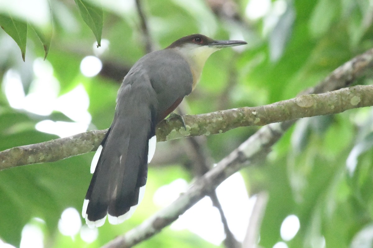 Jamaican Lizard-Cuckoo - ML644524169