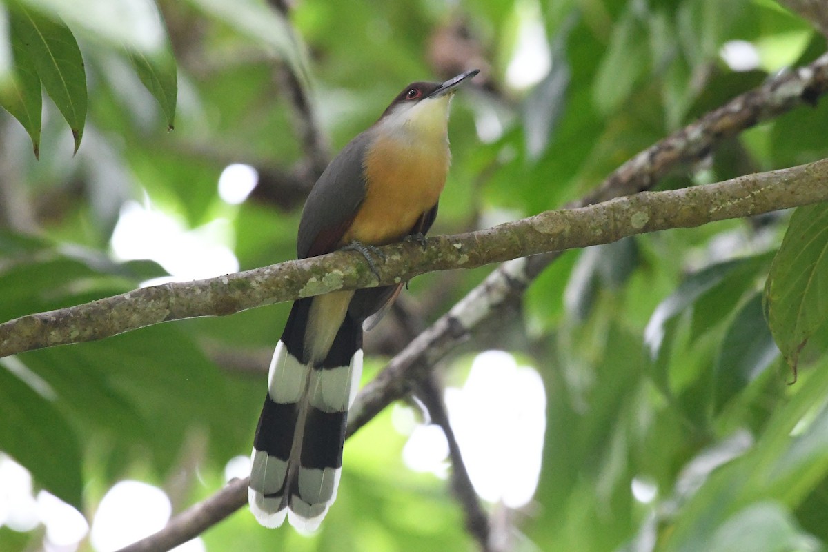 Jamaican Lizard-Cuckoo - ML644524171