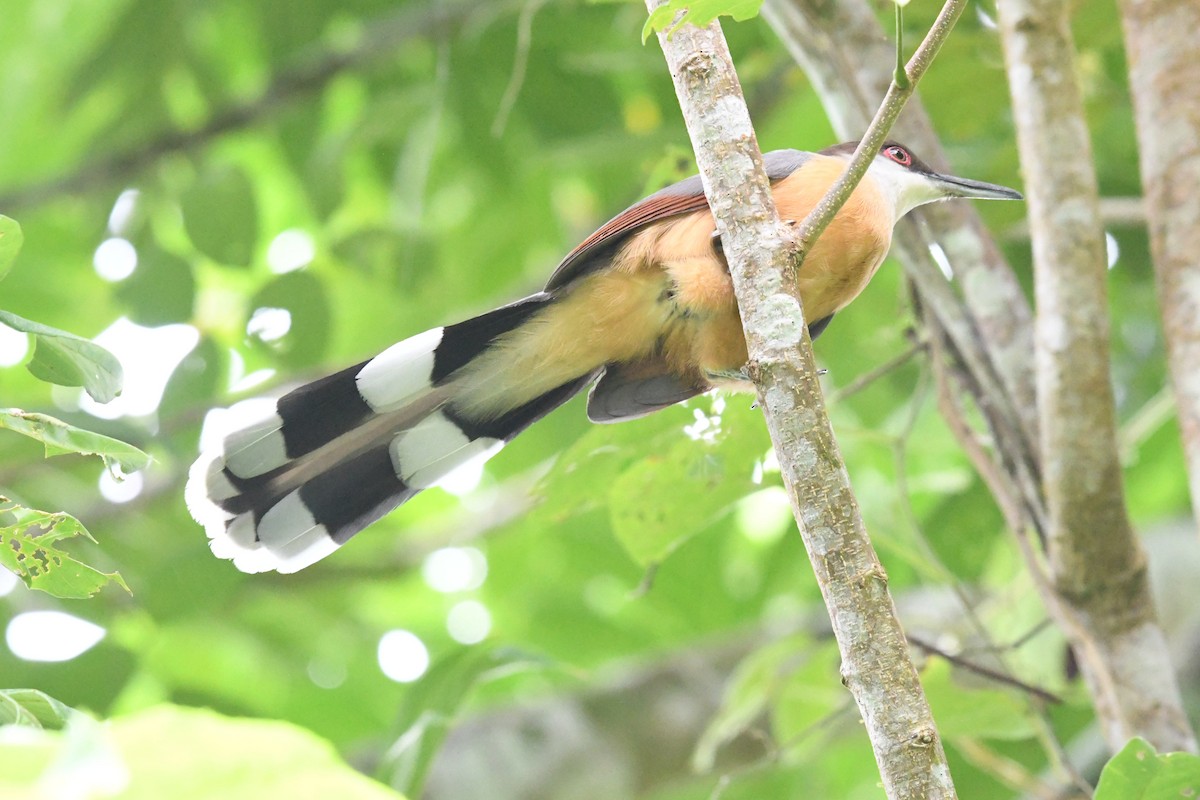 Jamaican Lizard-Cuckoo - ML644524173