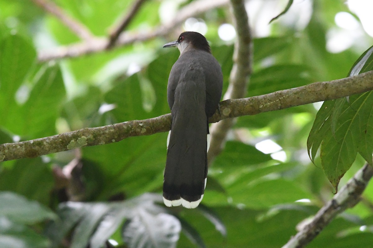 Jamaican Lizard-Cuckoo - ML644524174