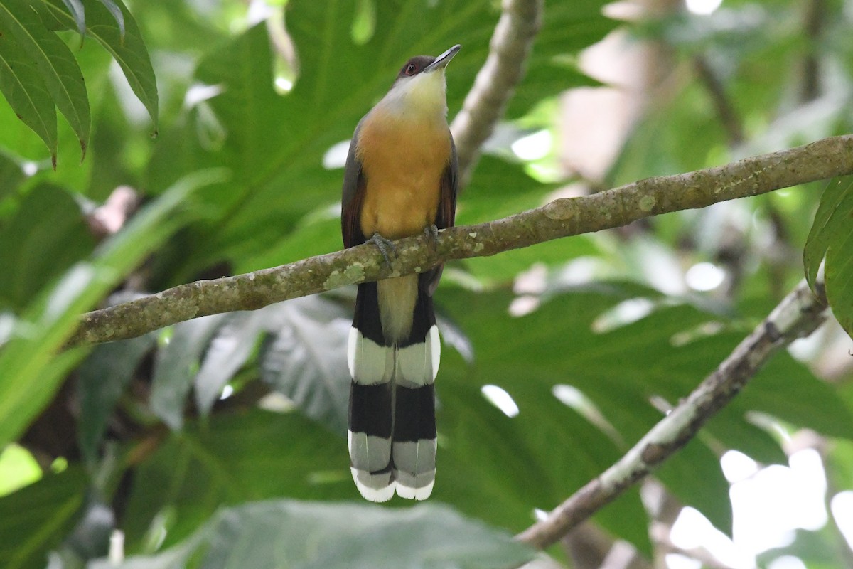 Jamaican Lizard-Cuckoo - ML644524175