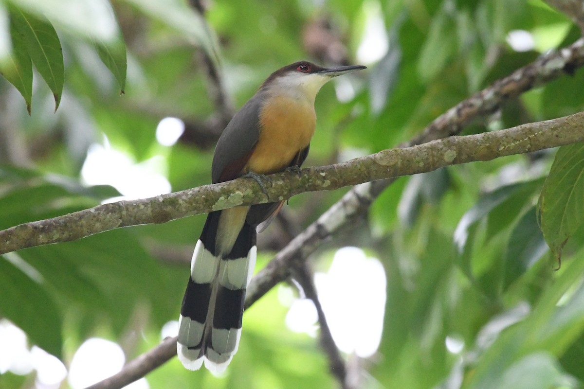 Jamaican Lizard-Cuckoo - ML644524176