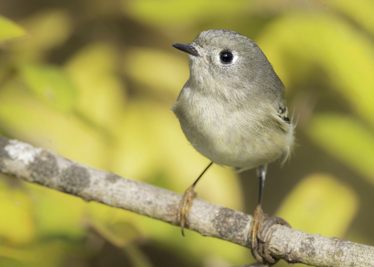 rubinfuglekonge - ML644524177