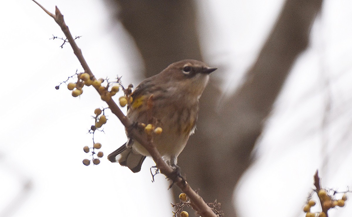 Paruline à croupion jaune - ML644524180