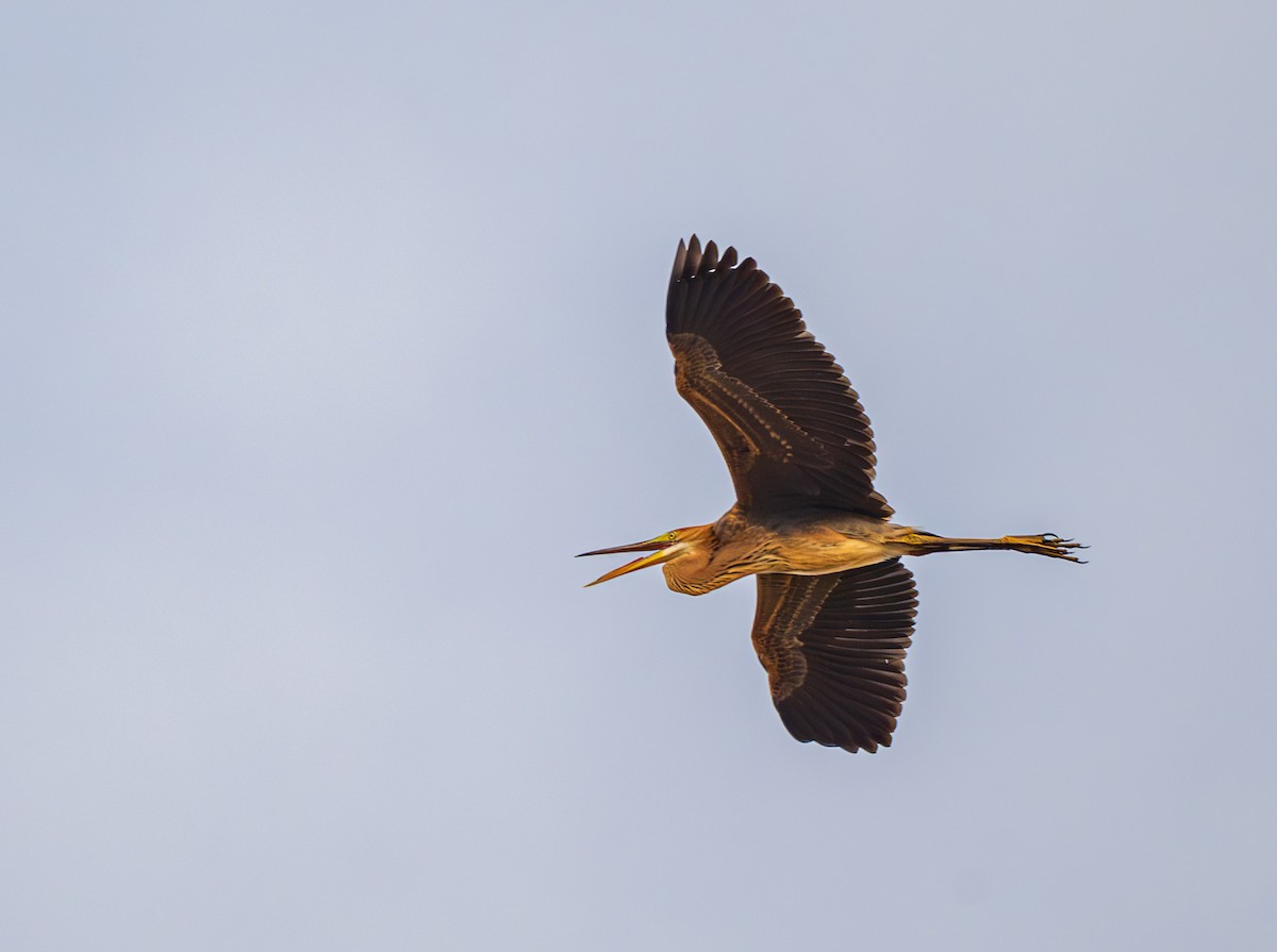 ムラサキサギ - ML644524183