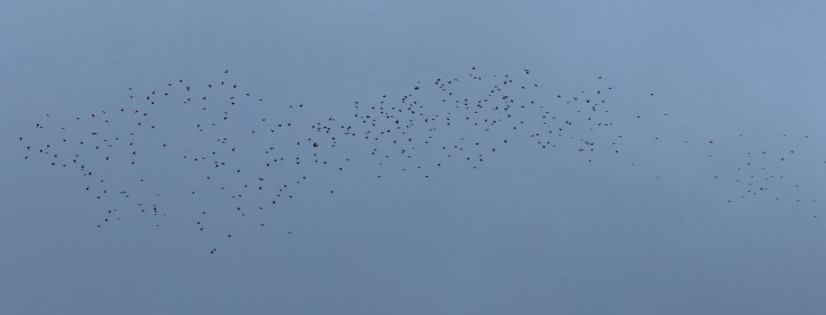 European Starling - ML644524185