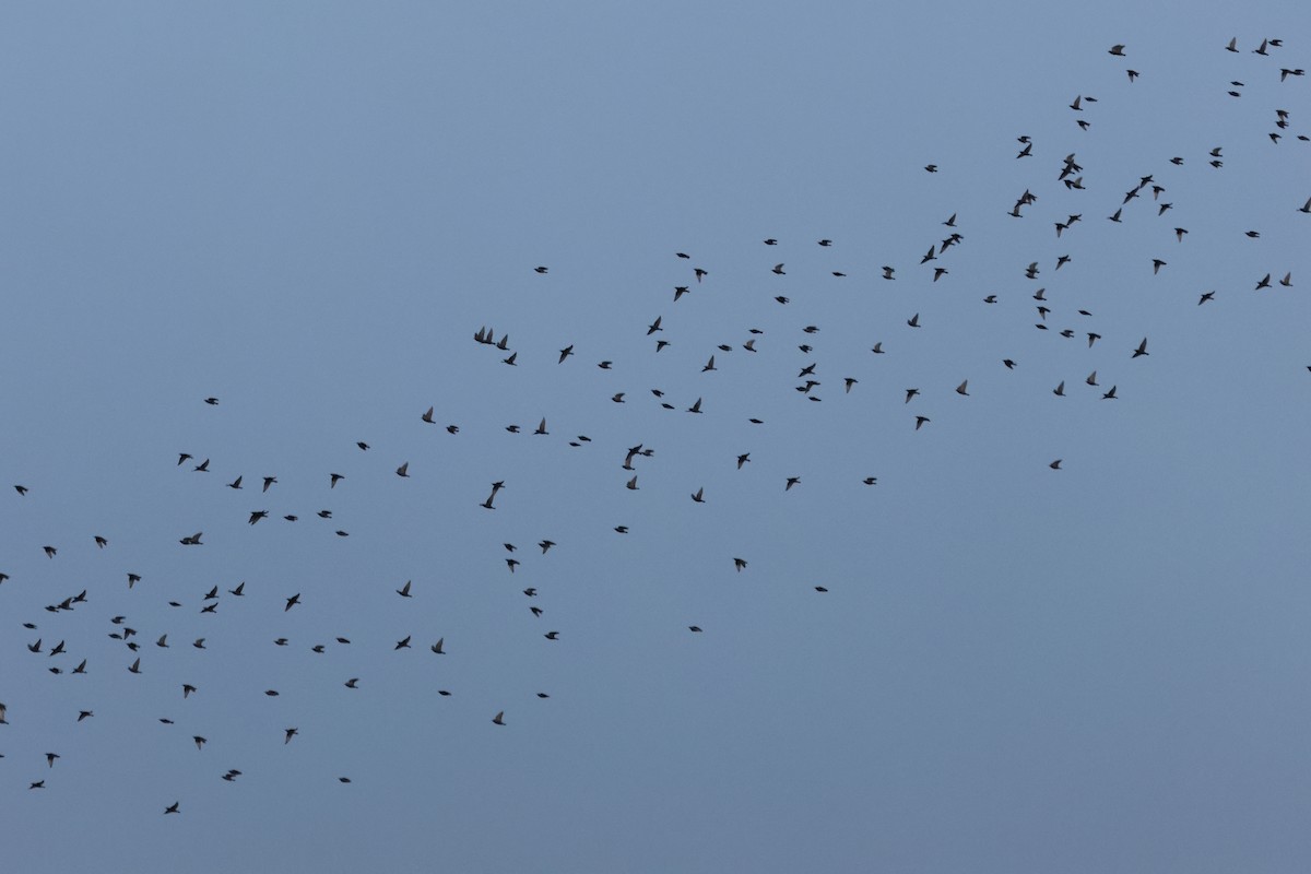 European Starling - ML644524186