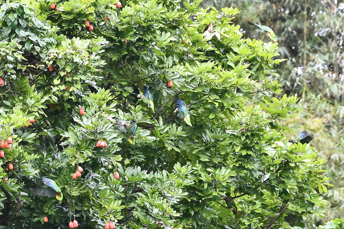 Yellow-billed Amazon - Barry Blust