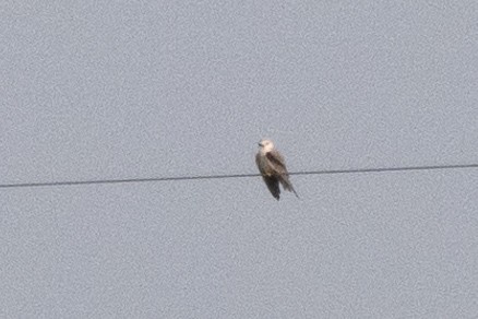 Black-winged Kite - ML644524198