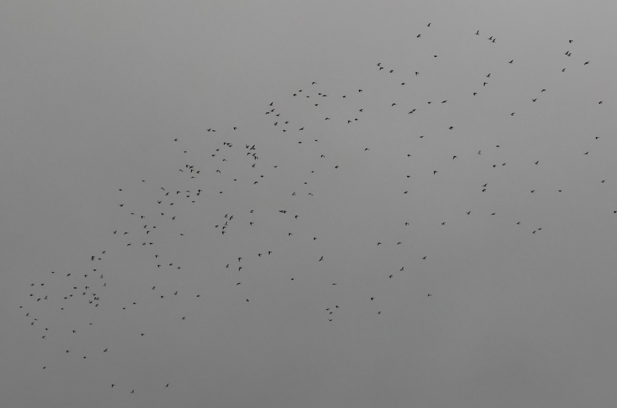 Common Wood-Pigeon - ML644524203