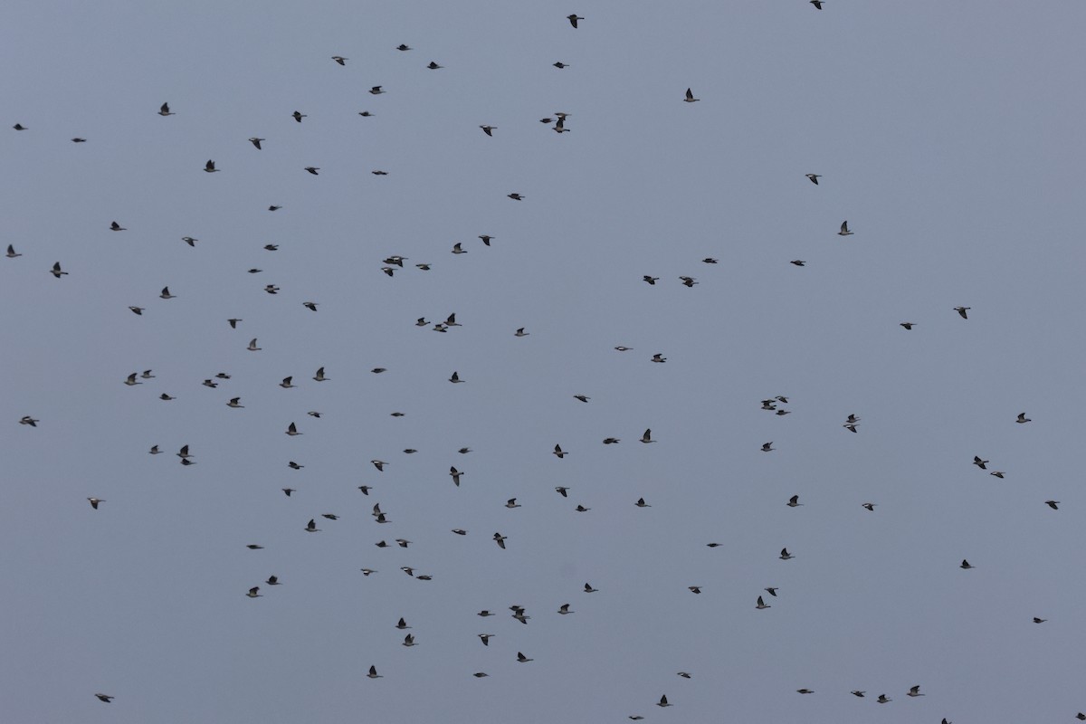 Common Wood-Pigeon - ML644524204