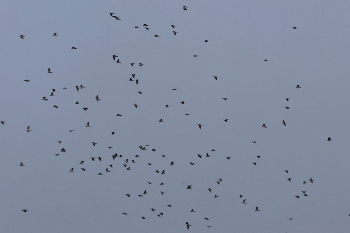 Common Wood-Pigeon - ML644524205