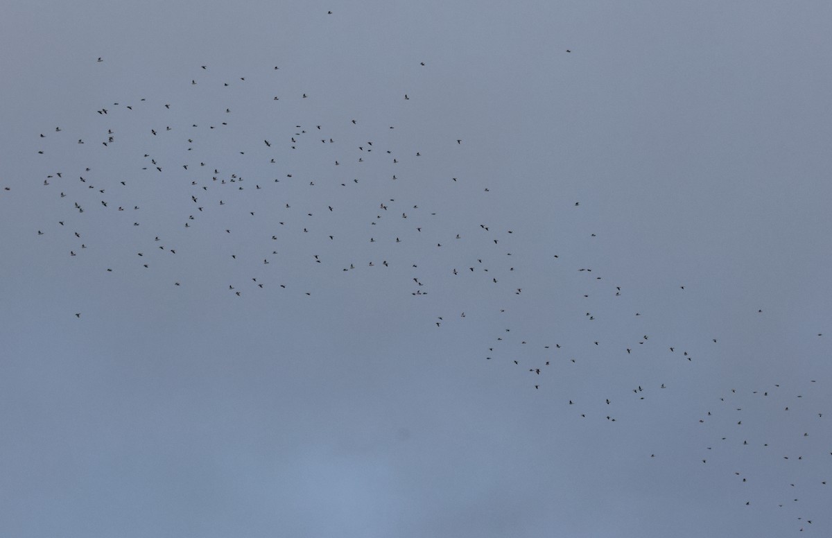 Common Wood-Pigeon - ML644524206