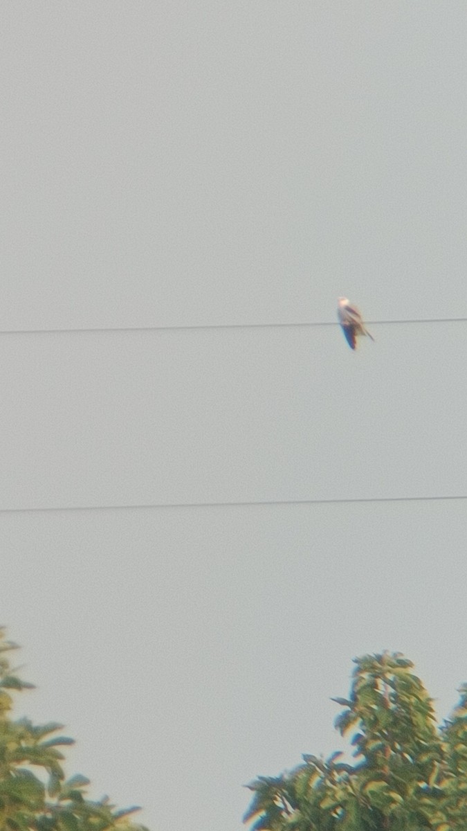 Black-winged Kite - ML644524207