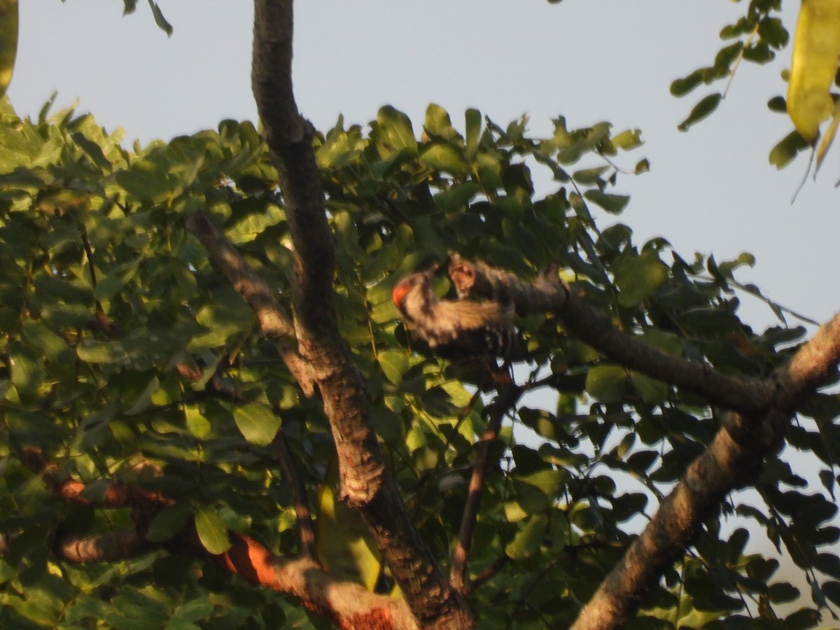 Gray-capped Pygmy Woodpecker - ML644524209