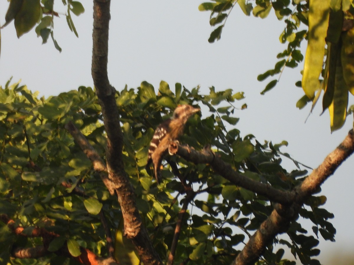 Gray-capped Pygmy Woodpecker - ML644524210