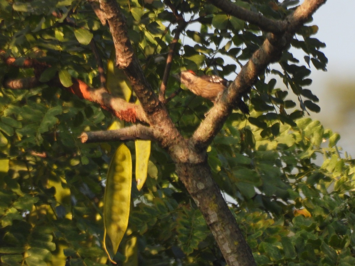 Gray-capped Pygmy Woodpecker - ML644524211