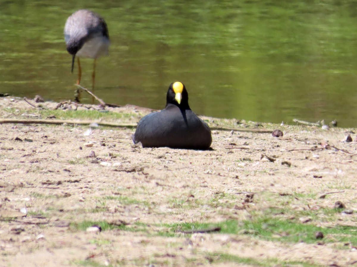 White-winged Coot - ML644524214
