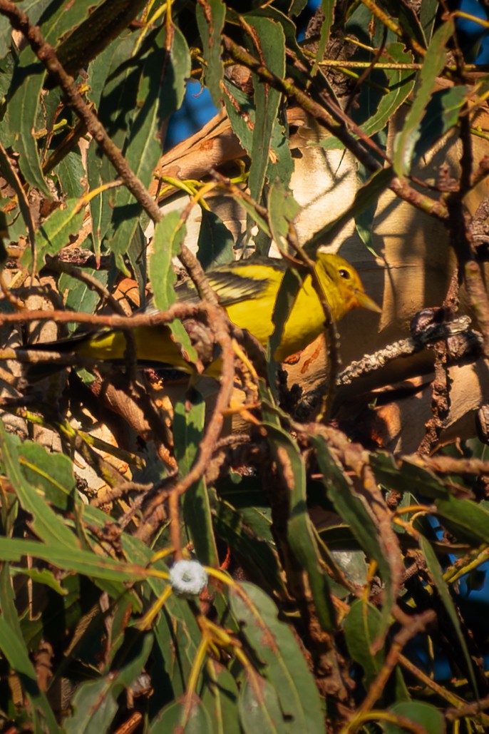 vestpiranga - ML644524217