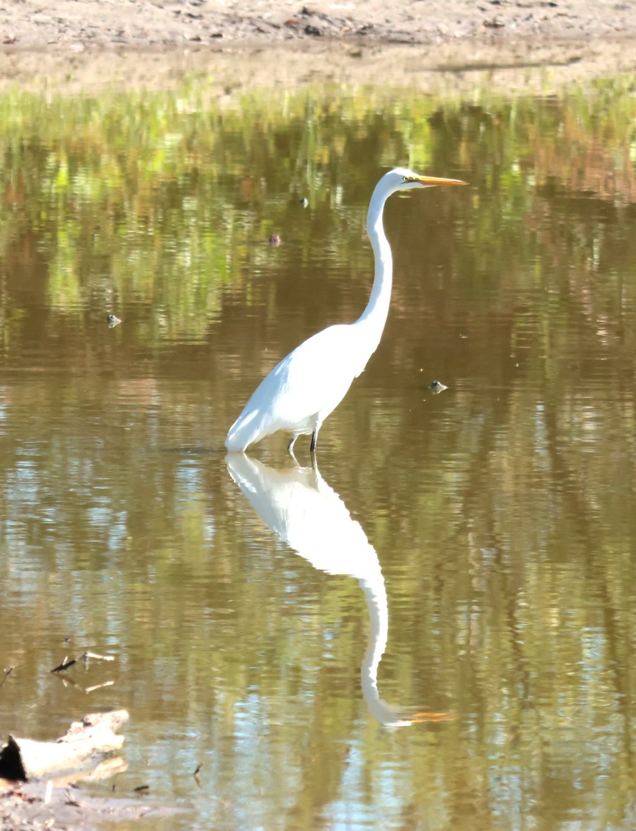 Grande Aigrette - ML644524224