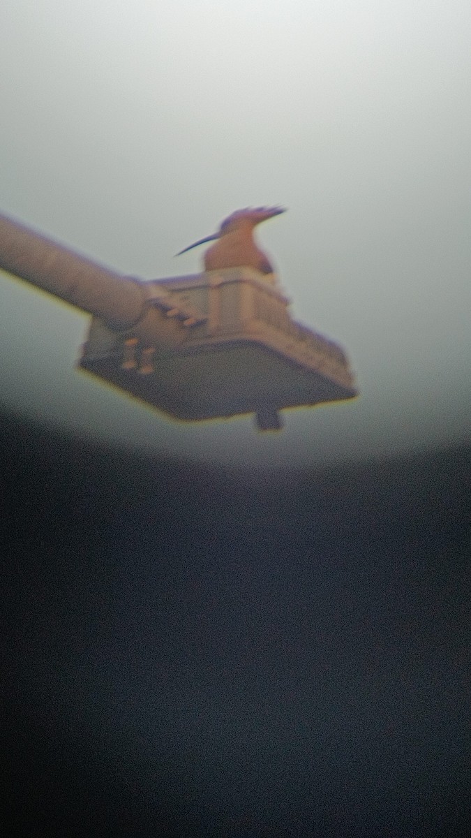 Common Hoopoe - ML644524227