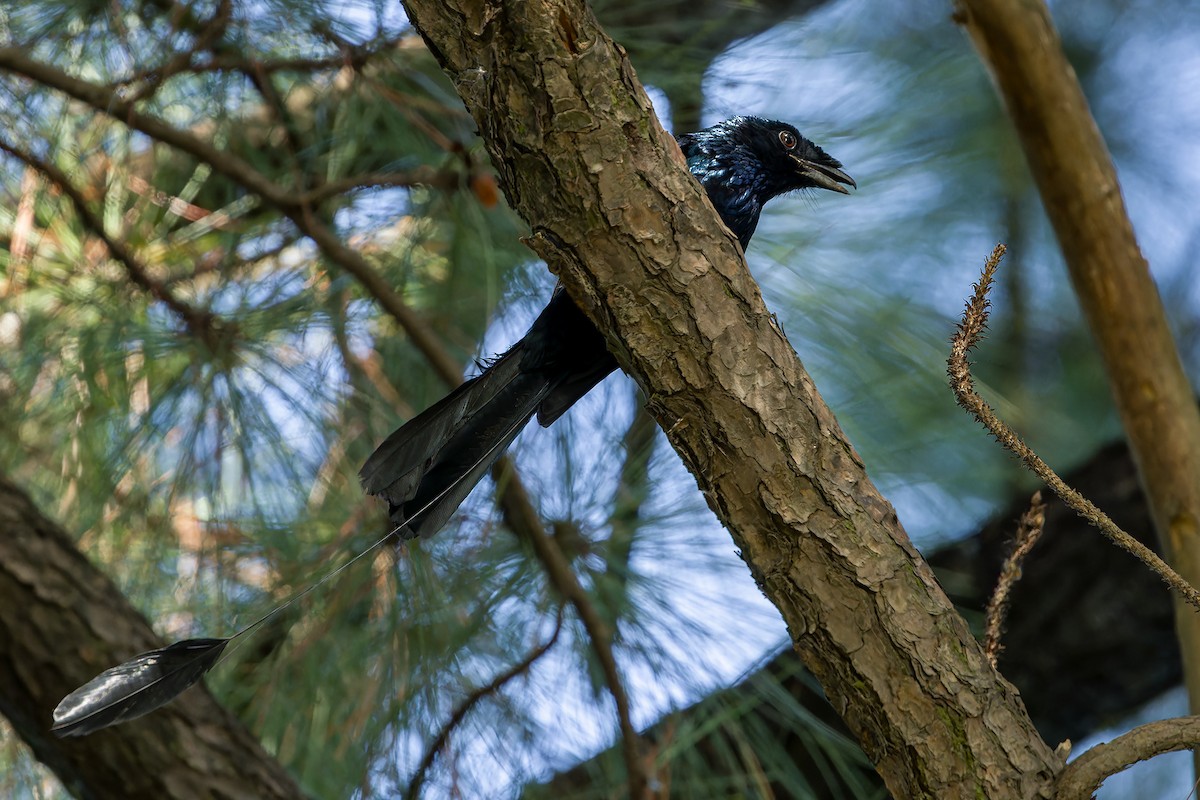 Lesser Racket-tailed Drongo - ML644524229