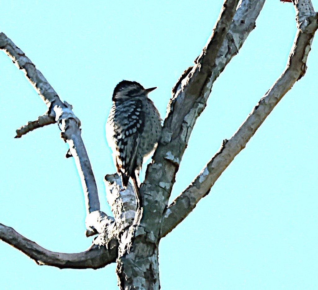 Pic arlequin - ML644524232