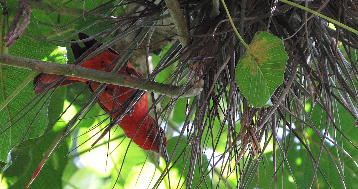Hepatic Tanager - ML644524238