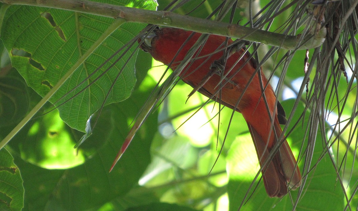 Hepatic Tanager - ML644524239