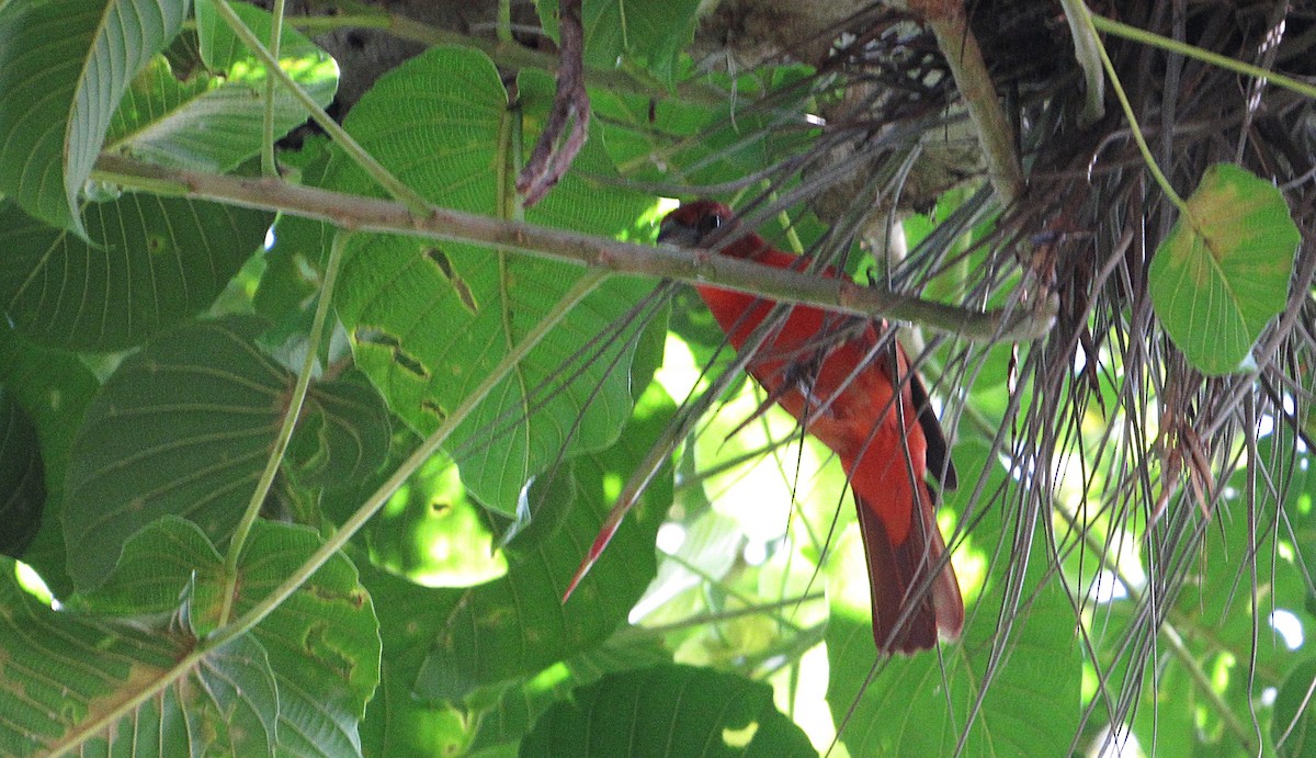 Hepatic Tanager - ML644524240