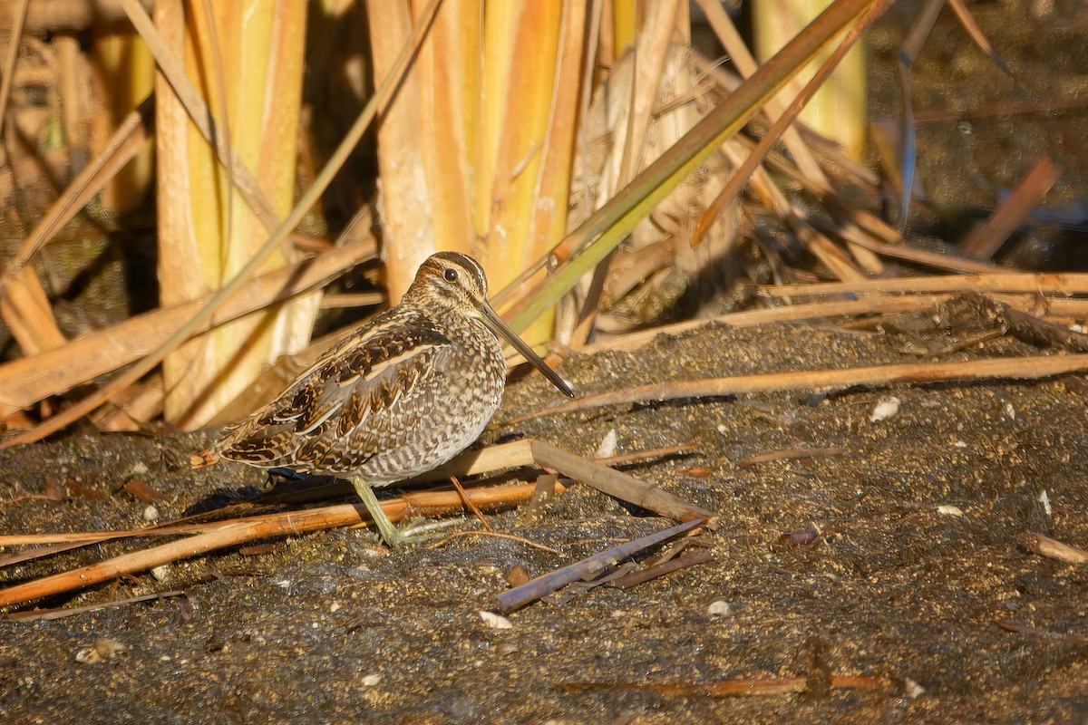 Wilson's Snipe - ML644524244