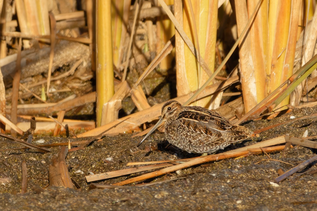 Wilson's Snipe - ML644524245