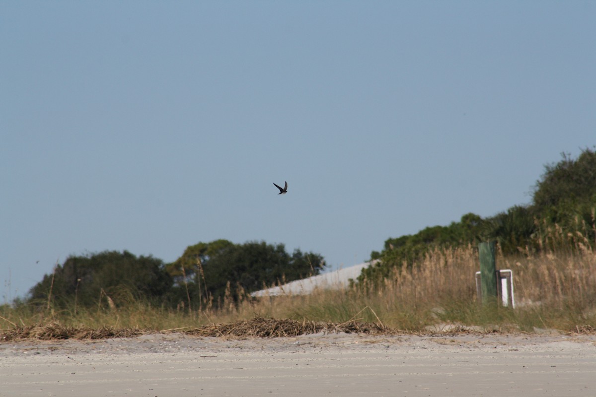 Chimney Swift - ML644524259