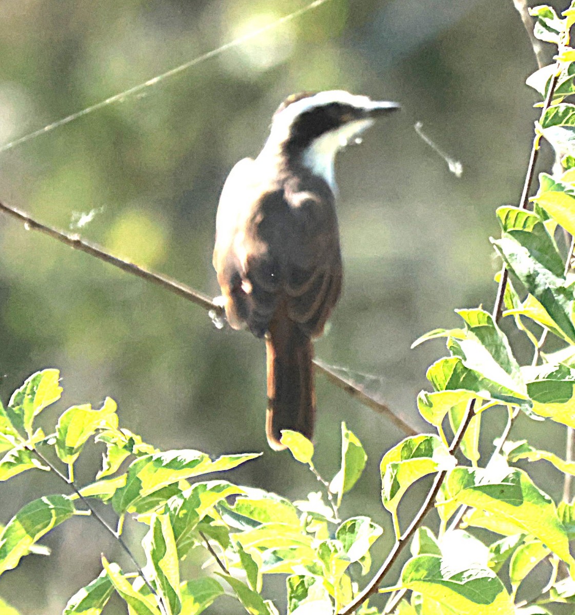 Tyran quiquivi - ML644524262