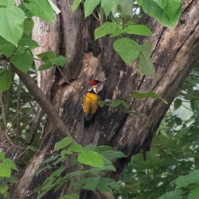 Black-rumped Flameback - ML644524265