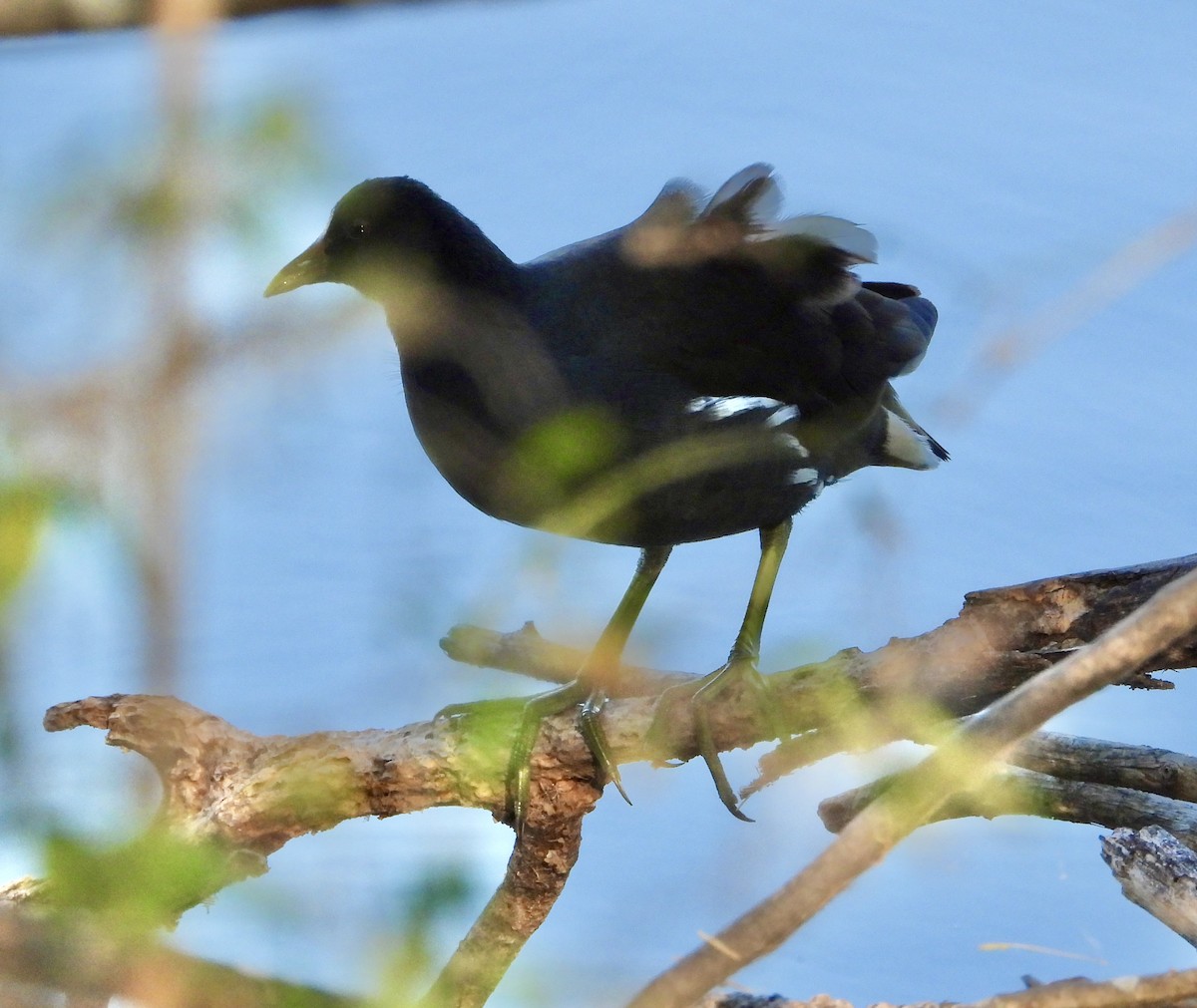 amerikasivhøne - ML644524273