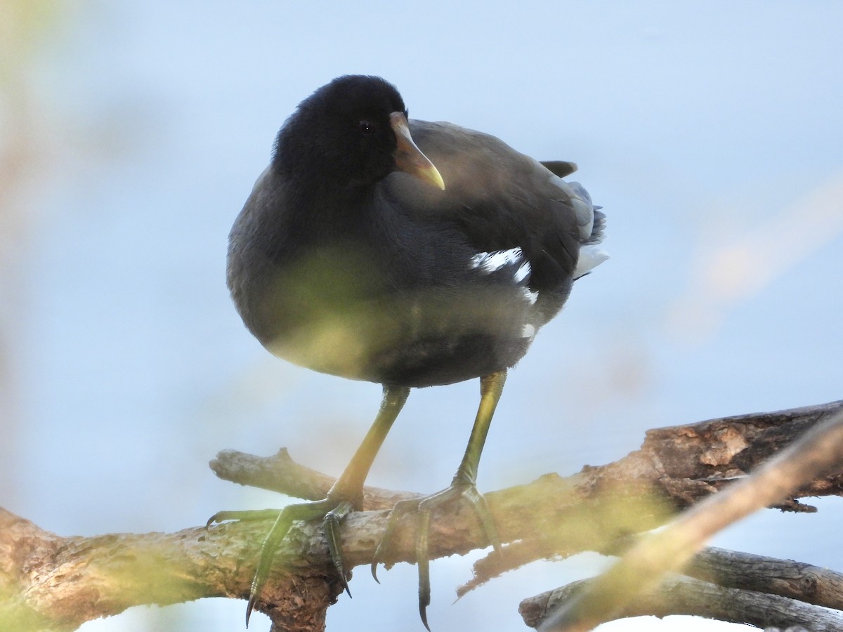 amerikasivhøne - ML644524274