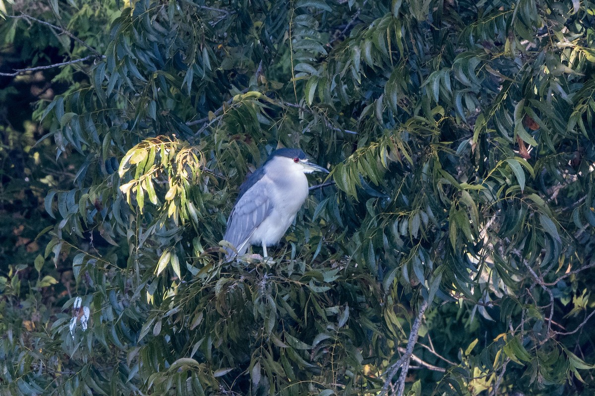 Black-crowned Night Heron - ML644524276