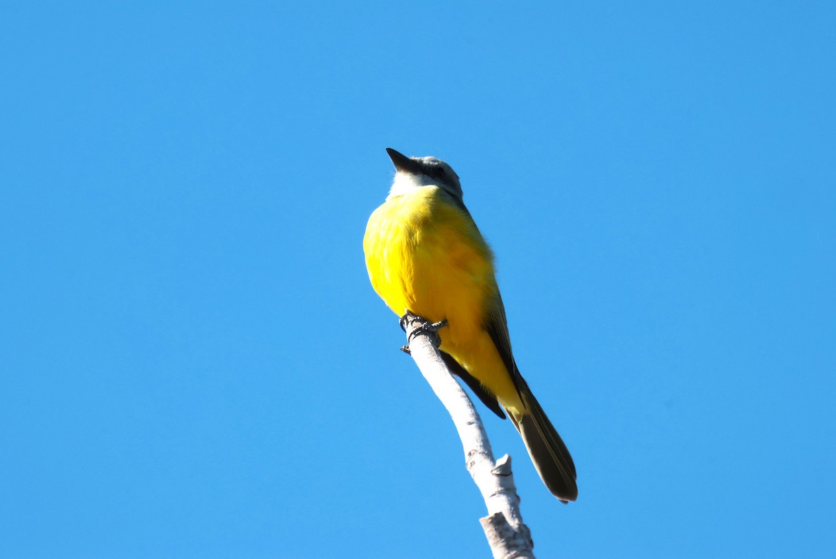 Tyran de Couch - ML644524289