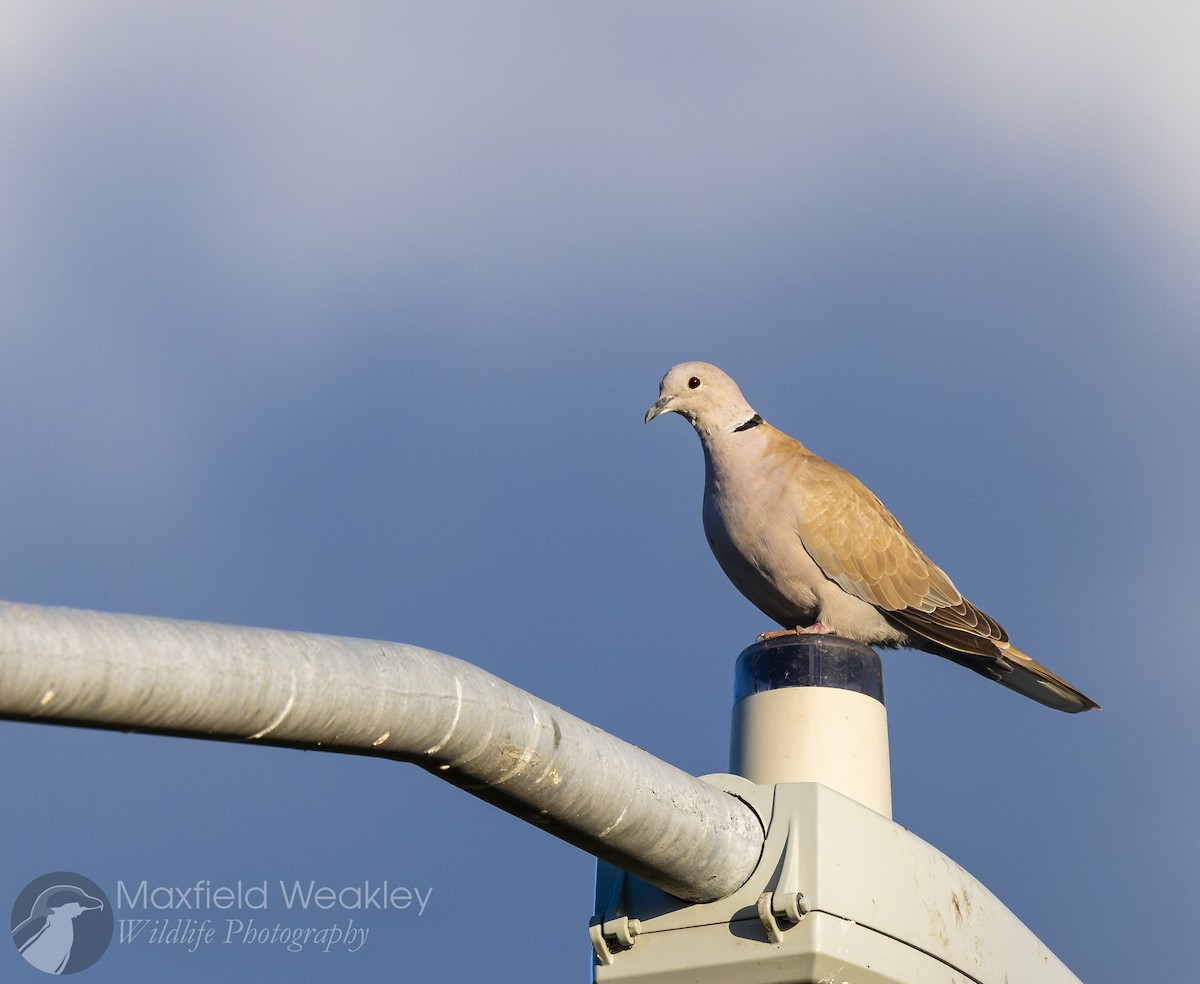 Eurasian Collared-Dove - ML644524297