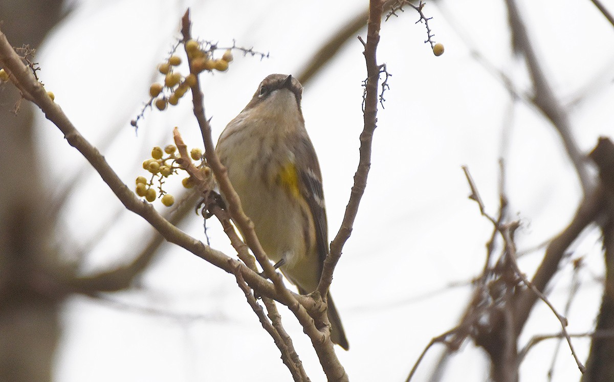 Paruline à croupion jaune - ML644524300