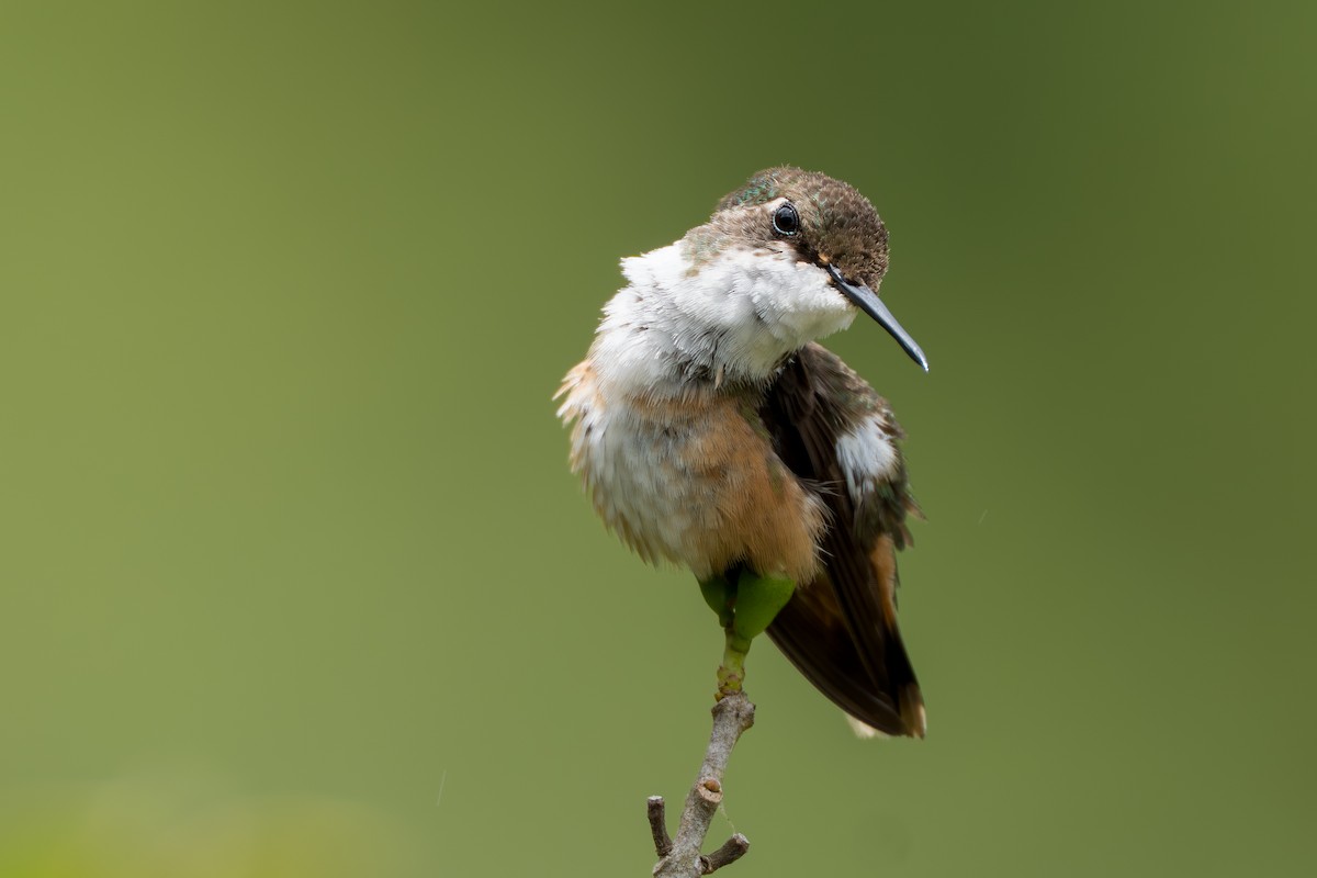 Magenta-throated Woodstar - ML644524319