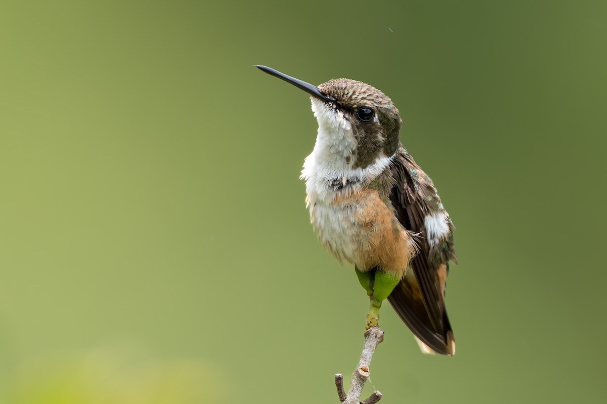 Magenta-throated Woodstar - ML644524320