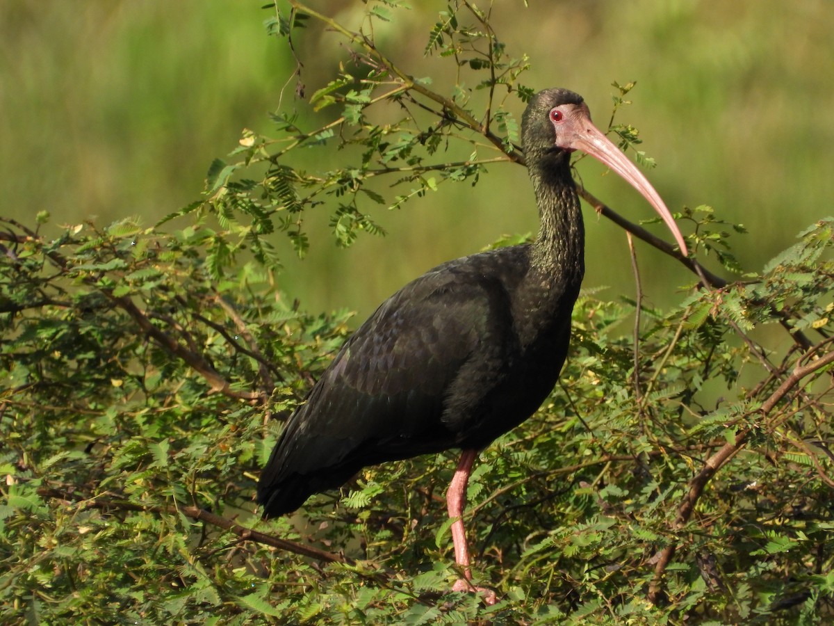 Bare-faced Ibis - ML644524339